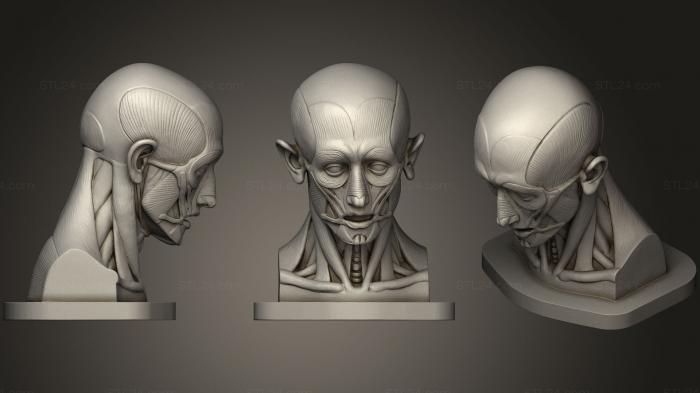 Anatomy of skeletons and skulls (muscular head 2021, ANTM_0913) 3D models for cnc